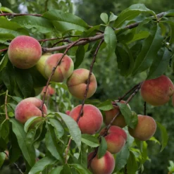Pfirsich Amsden - Frühe Pfirsiche, süß und saftig