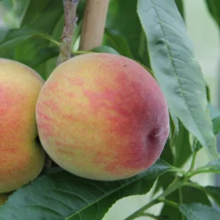 Pfirsichbaum Suncrest - Saftige Pfirsiche direkt vom Baum
