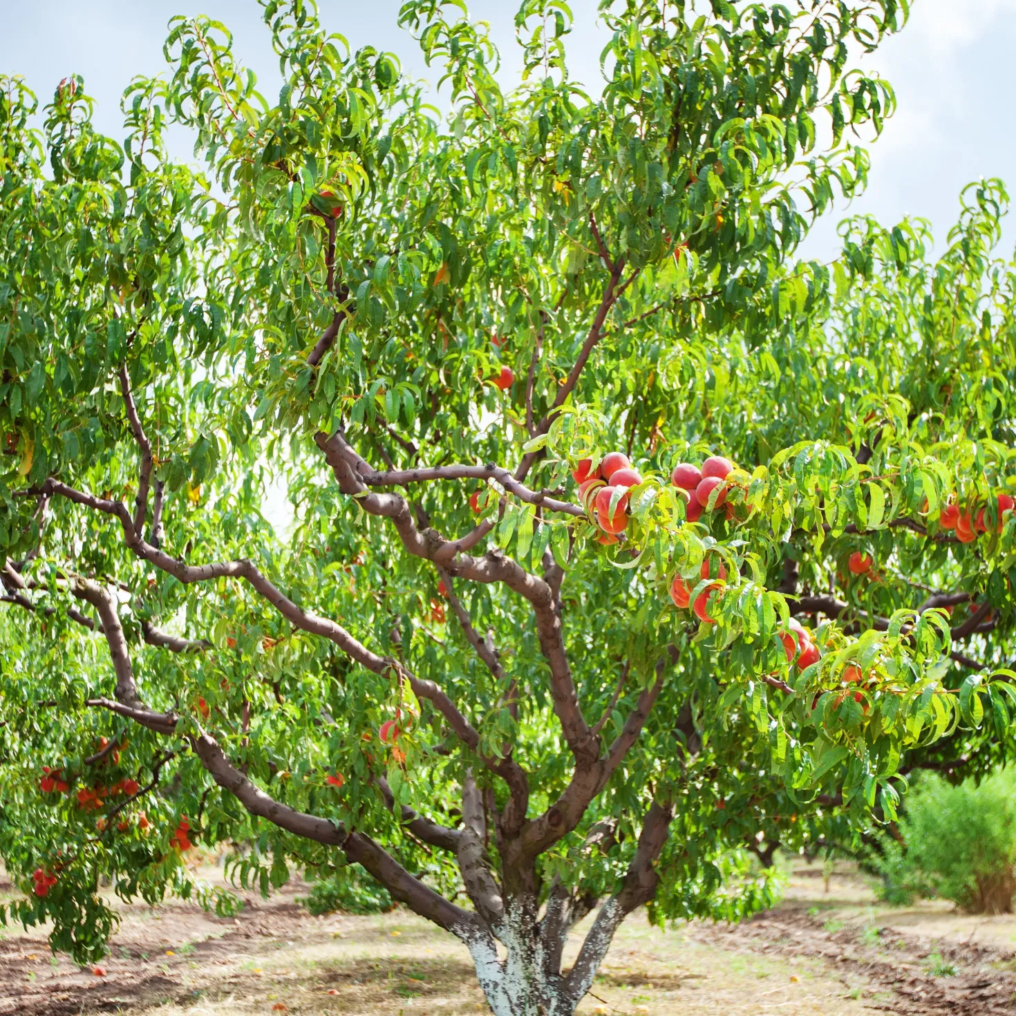 Pfirsichbaum Suncrest - Saftige Pfirsiche direkt vom Baum