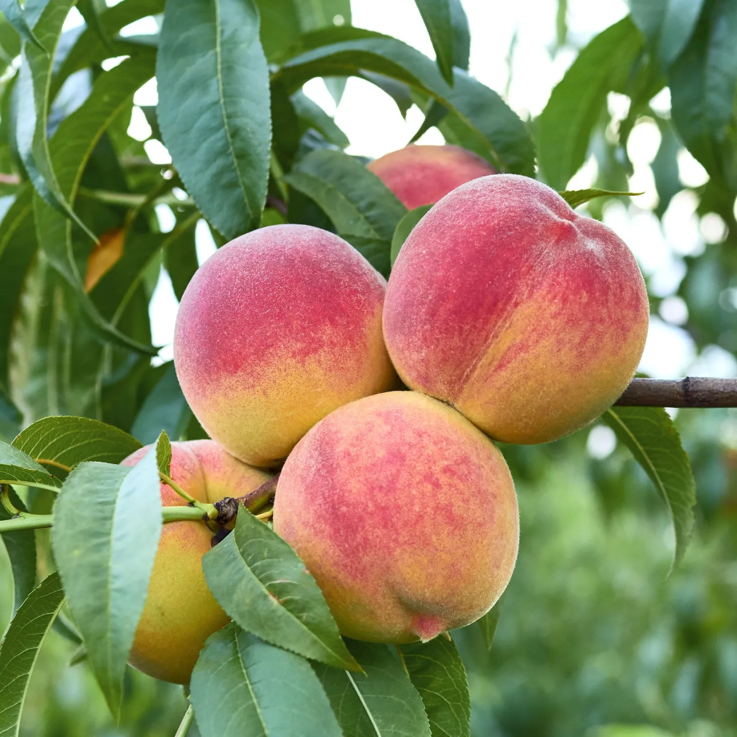 Pfirsichbaum Suncrest - Saftige Pfirsiche direkt vom Baum