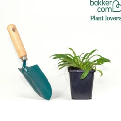 Pfirsichblättrige Glockenblume - Blaue Blüten den ganzen Sommer