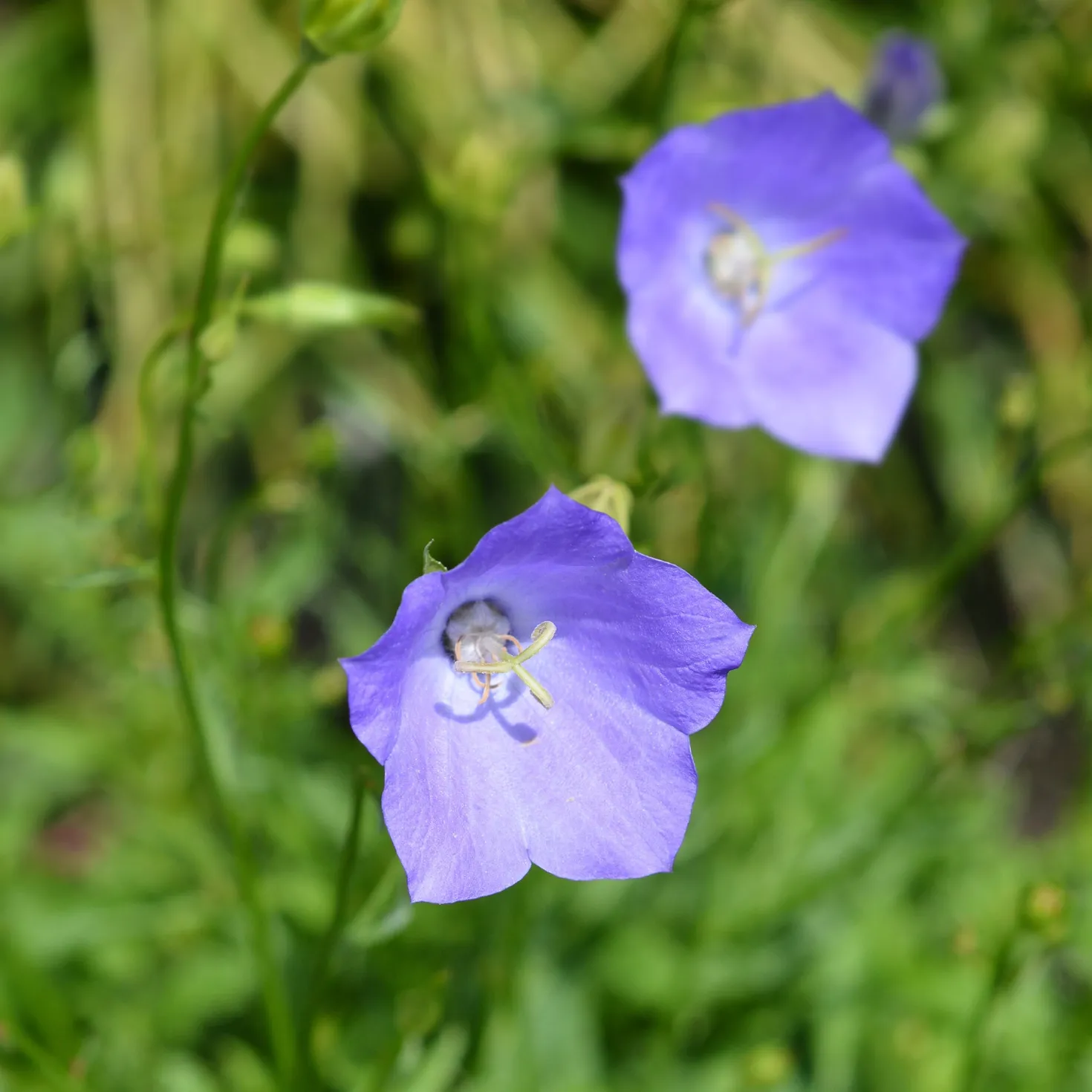 Pfirsichblättrige Glockenblume - Blaue Blüten den ganzen Sommer