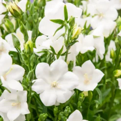 Pfirsichblättrige Glockenblume Alba - Weiße Blüten den ganzen Sommer