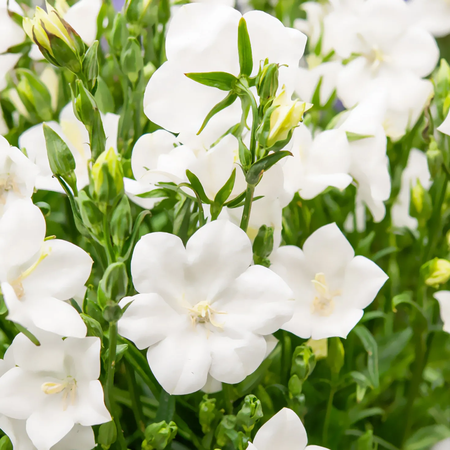 Pfirsichblättrige Glockenblume Alba - Weiße Blüten den ganzen Sommer