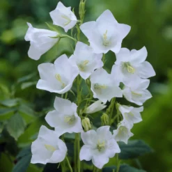 Pfirsichblättrige Glockenblume Alba - Weiße Blüten den ganzen Sommer