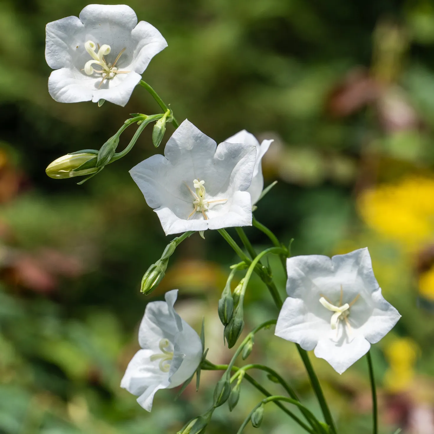 Pfirsichblättrige Glockenblume Alba - Weiße Blüten den ganzen Sommer