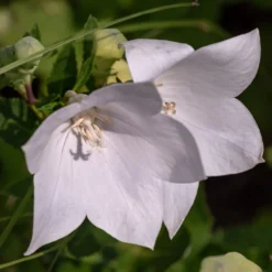 Pfirsichblättrige Glockenblume Alba - Weiße Blüten den ganzen Sommer