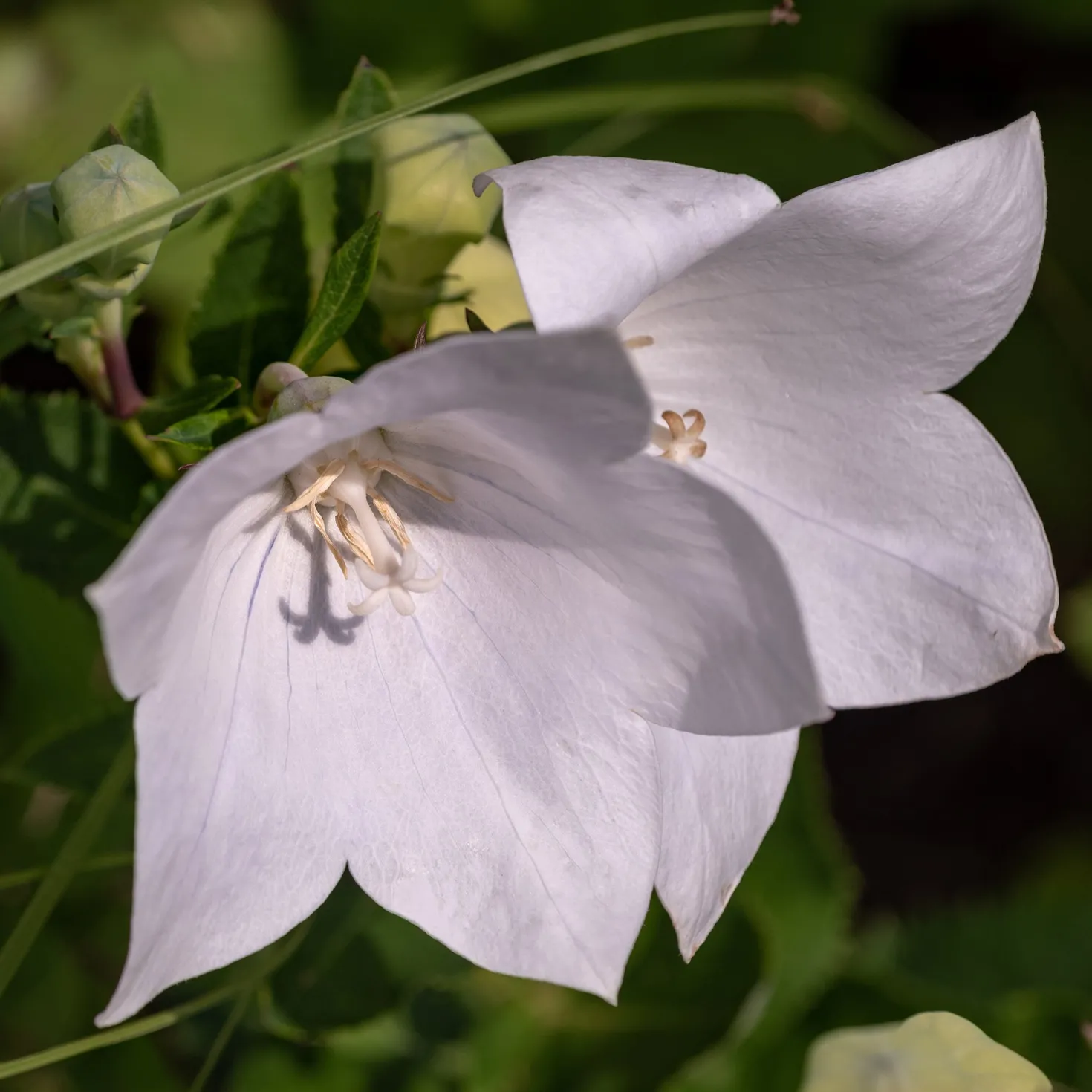 Pfirsichblättrige Glockenblume Alba - Weiße Blüten den ganzen Sommer