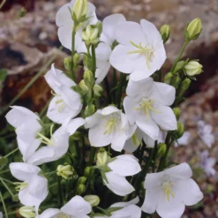 Pfirsichblättrige Glockenblume Alba - Weiße Blüten den ganzen Sommer