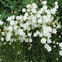 Pfirsichblättrige Glockenblume Alba - Weiße Blüten den ganzen Sommer