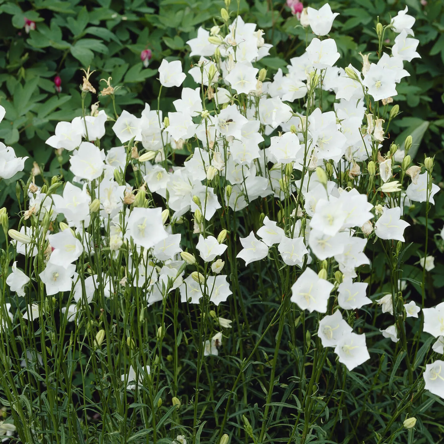Pfirsichblättrige Glockenblume Alba - Weiße Blüten den ganzen Sommer