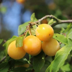 Pflaume Mirabelle von Nancy - Süße Mirabellen frisch geerntet
