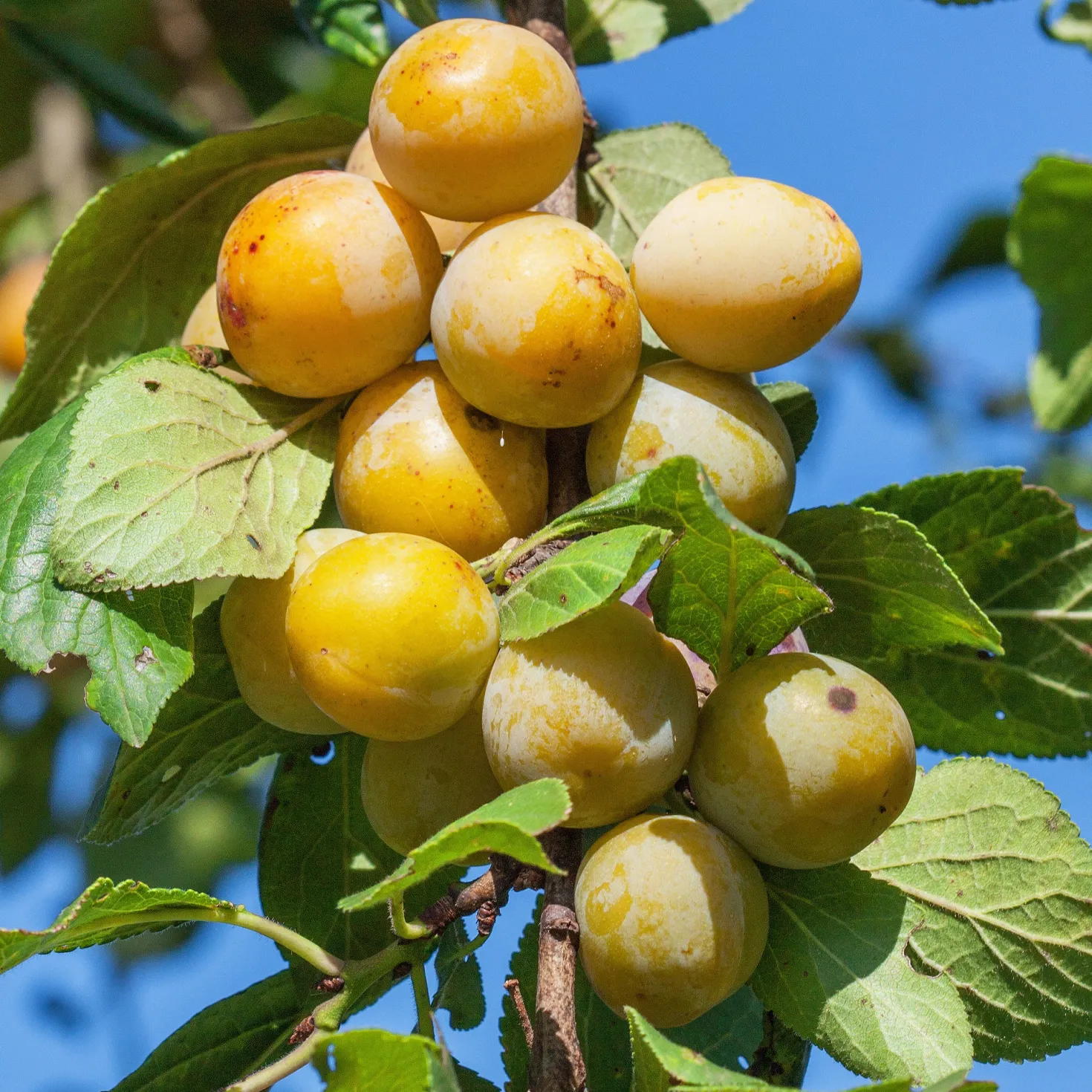 Pflaume Mirabelle von Nancy - Süße Mirabellen frisch geerntet