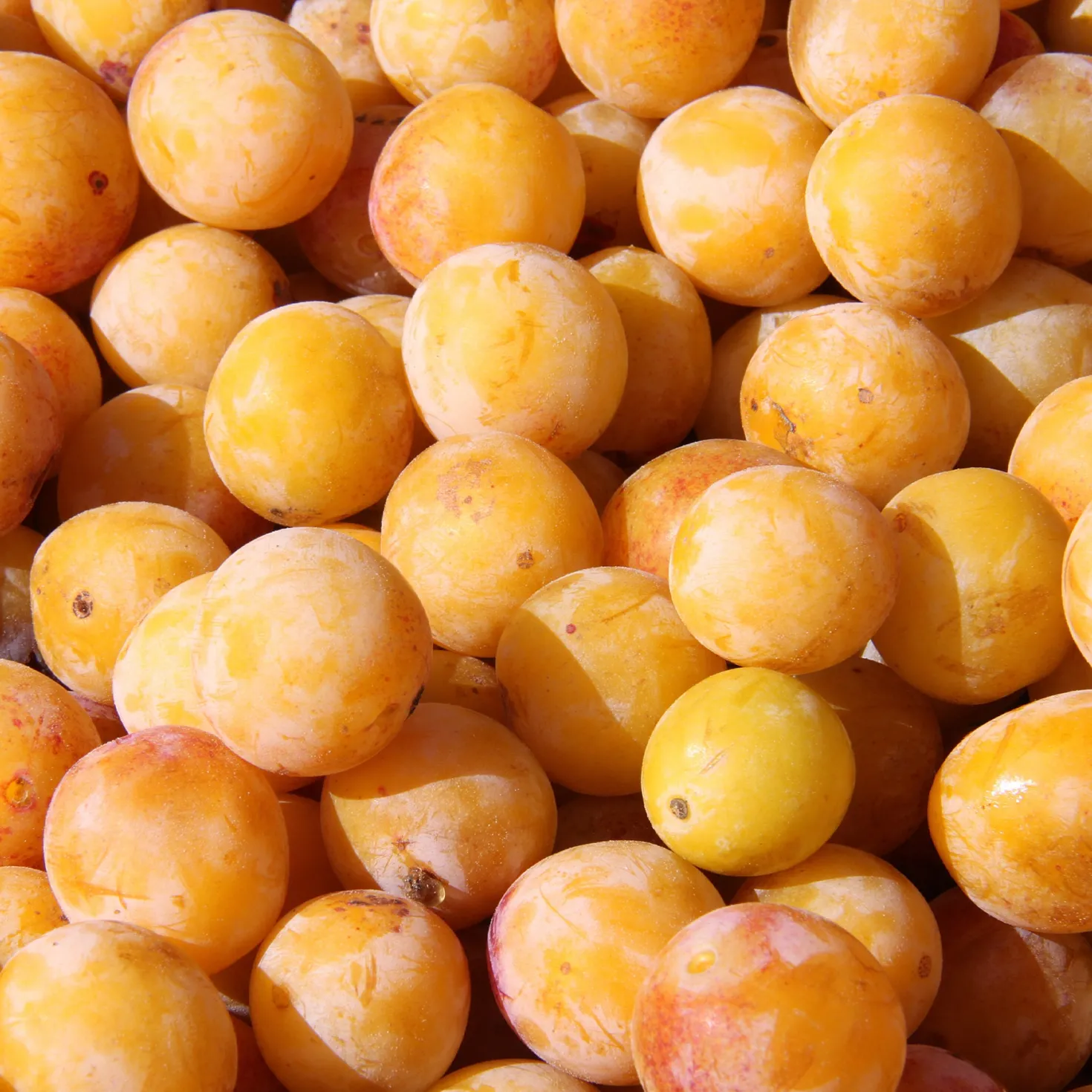 Pflaume Mirabelle von Nancy - Süße Mirabellen frisch geerntet
