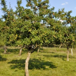 Pflaume Mirabelle von Nancy - Süße Mirabellen frisch geerntet