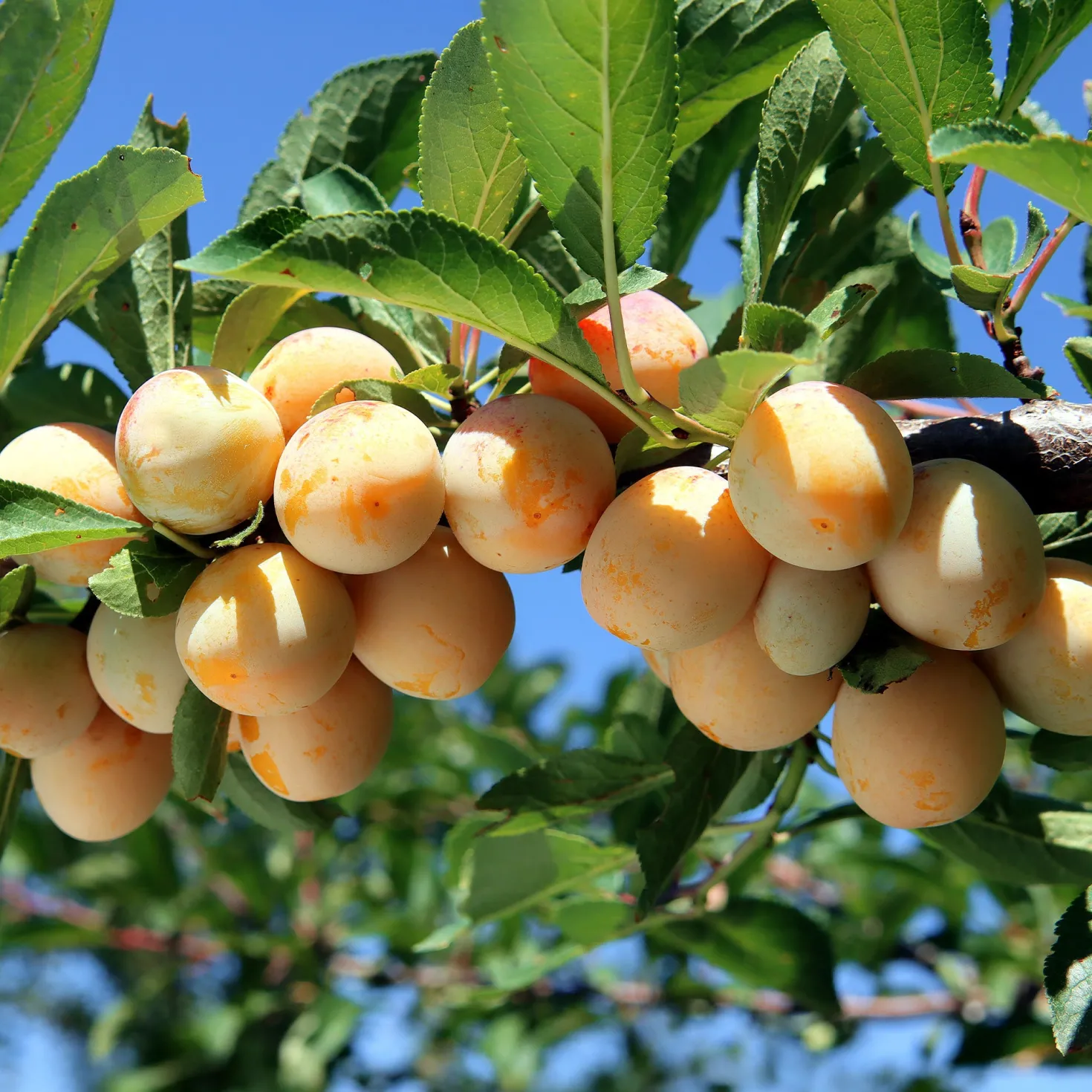 Pflaume Mirabelle von Nancy - Süße Mirabellen frisch geerntet