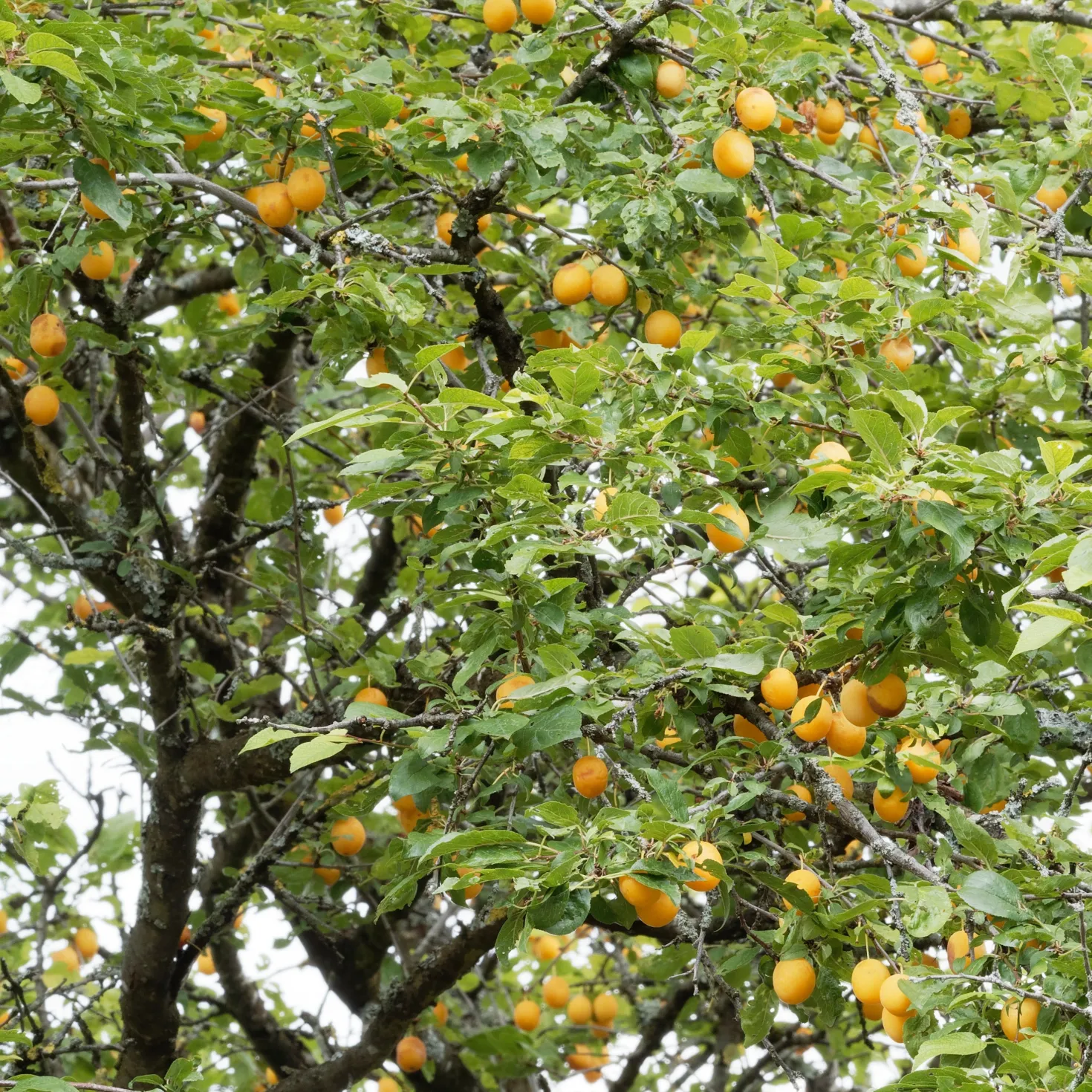 Pflaume Mirabelle von Nancy - Süße Mirabellen frisch geerntet