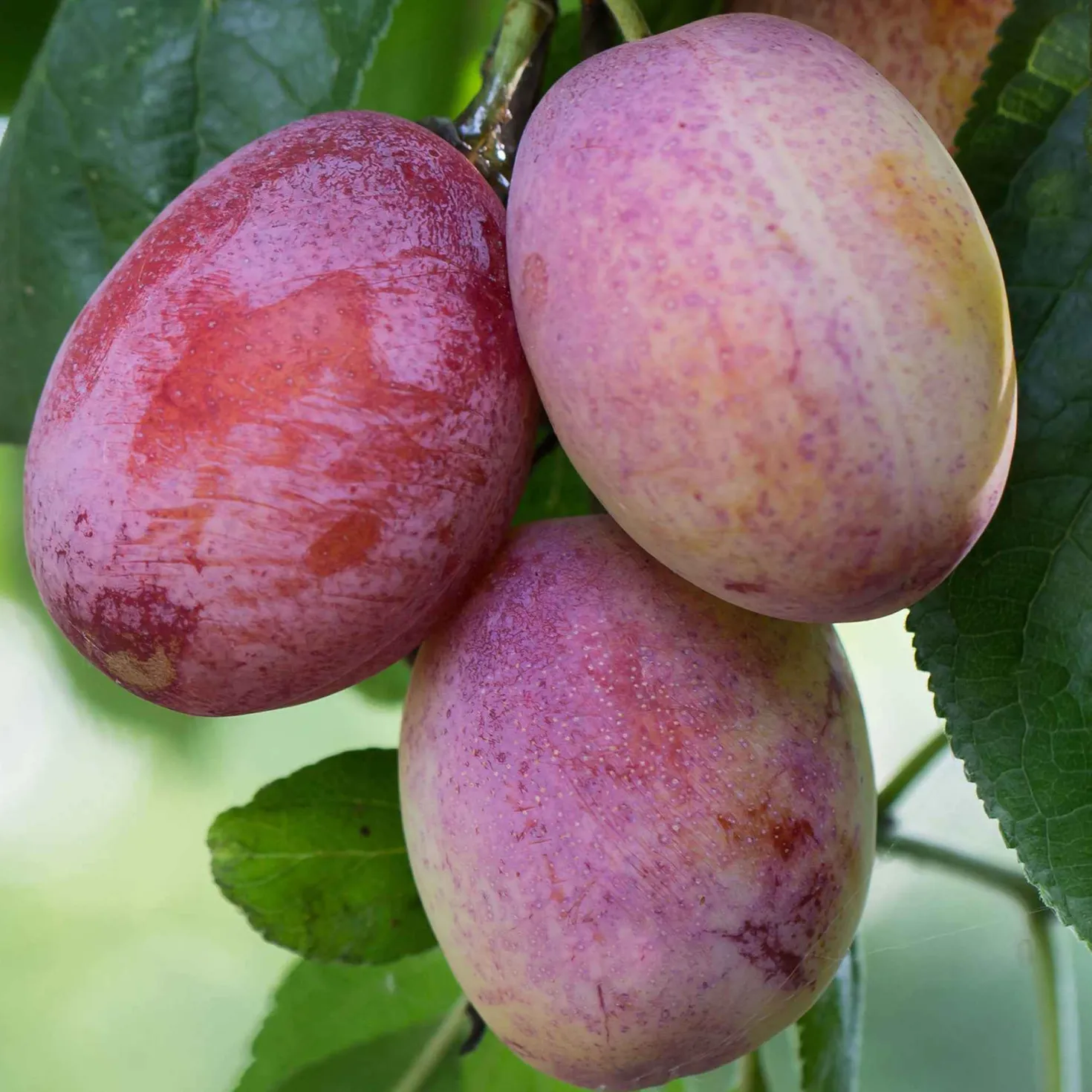 Pflaume Opal - Süße Ernte schon im Juli
