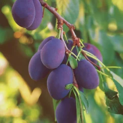 Pflaume ‘Quetsche d’Alsace’ - Süße Zwetschgen im Sommer