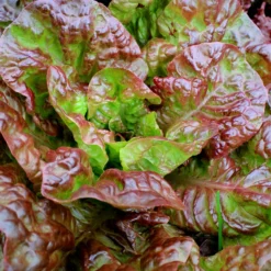 Pflücksalat Bocado - Frisch pflücken statt schneiden