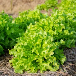 Pflücksalat-Kollektion - Frischer Salat ohne Warten