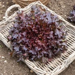 Pflücksalat-Kollektion - Frischer Salat ohne Warten