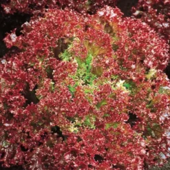 Pflücksalat ‘Lollo Rossa’ Bio - Frisch ernten, Blatt für Blatt