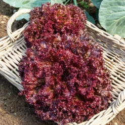 Pflücksalat ‘Lollo Rossa’ - Frisch pflücken, sofort genießen