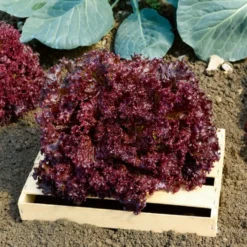 Pflücksalat ‘Lollo Rossa’ - Frisch pflücken, sofort genießen