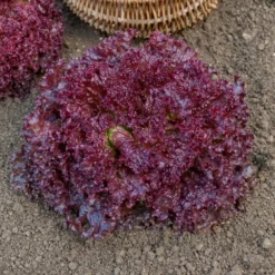 Pflücksalat ‘Lollo Rossa’ - Frisch pflücken, sofort genießen