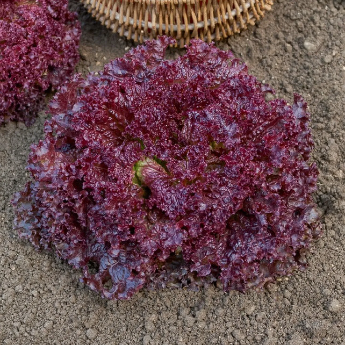 Pflücksalat ‘Lollo Rossa’ - Frisch pflücken, sofort genießen