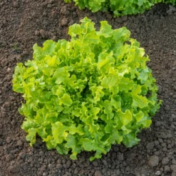 Pflücksalat ‘Salad Bowl’ Grün Bio - Ernten ohne Stopp