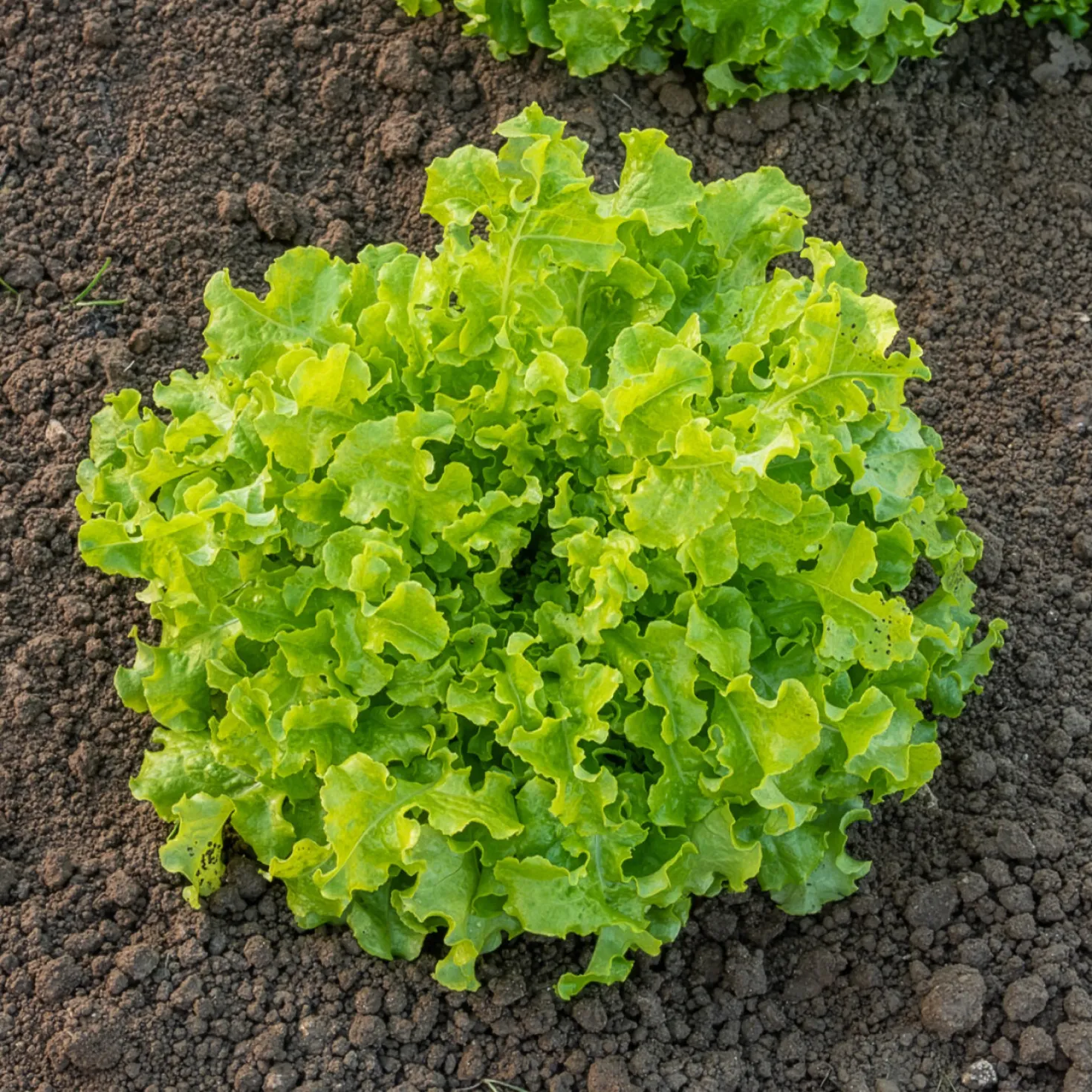 Pflücksalat ‘Salad Bowl’ Grün Bio - Ernten ohne Stopp