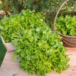 Pflücksalat ‘Salad Bowl’ Grün Bio - Ernten ohne Stopp