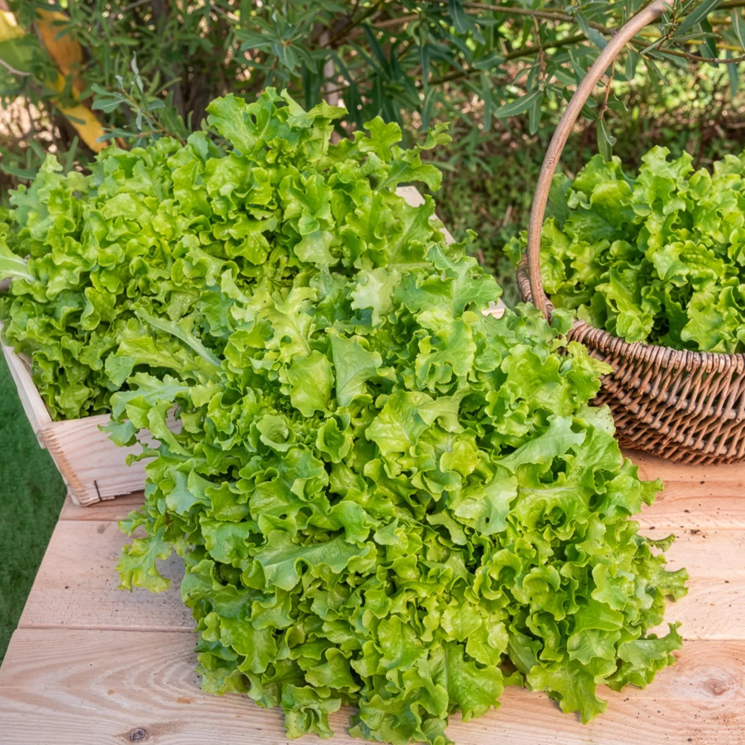 Pflücksalat ‘Salad Bowl’ Grün Bio - Ernten ohne Stopp