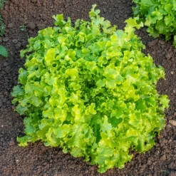 Pflücksalat ‘Salad Bowl’ Grün Bio - Ernten ohne Stopp