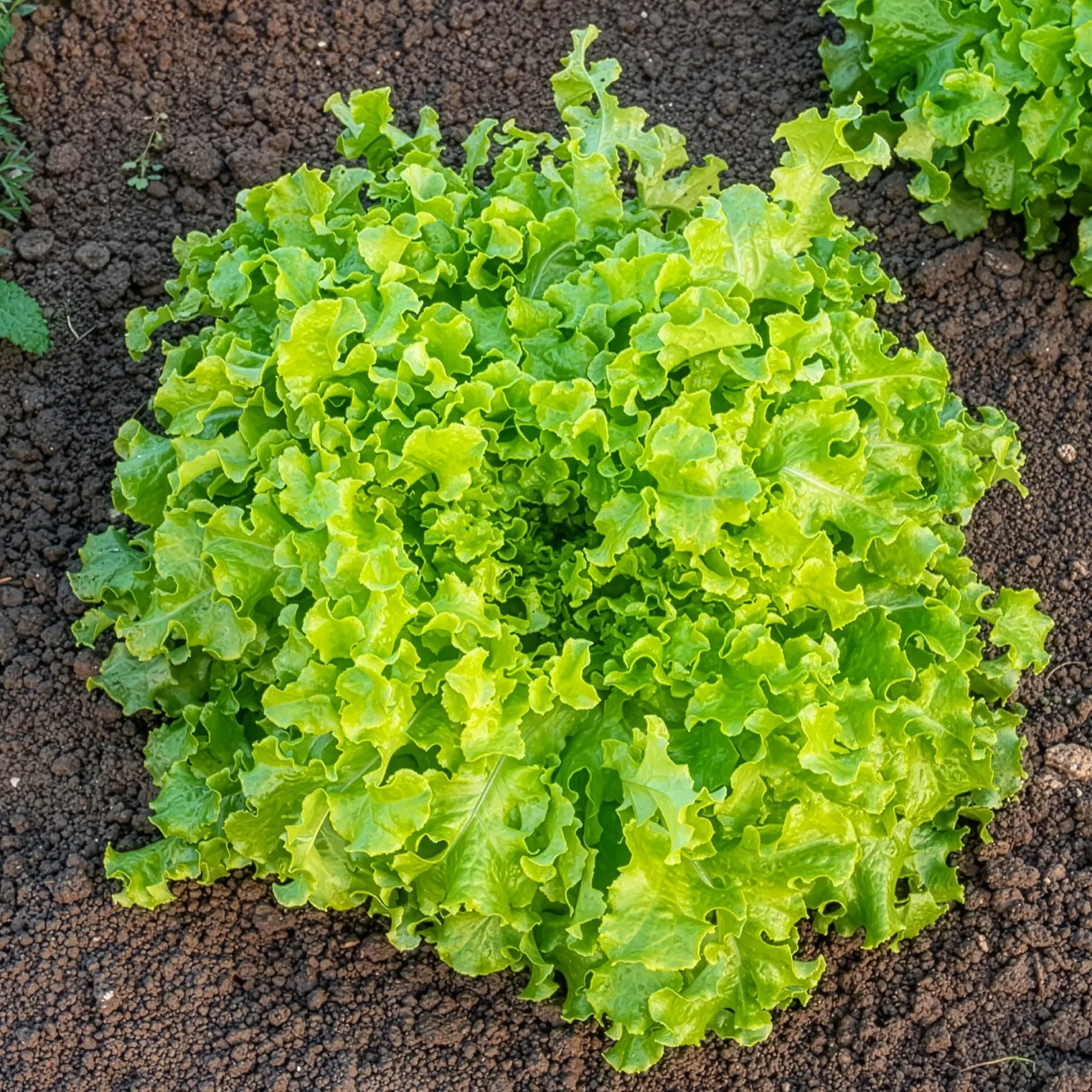 Pflücksalat ‘Salad Bowl’ Grün Bio - Ernten ohne Stopp