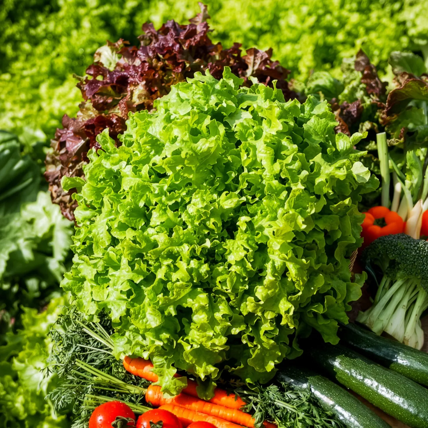 Pflücksalat ‘Salad Bowl’ Grün Bio - Ernten ohne Stopp