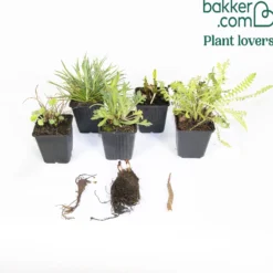 Pflegeleichtes Staudenbeet - Fläche ca. 1,5 m² - Fertiges Beet, sofort schön