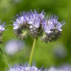 Phacelia Bio - Bienenweide in Violett