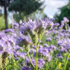 Phacelia Bio - Bienenweide in Violett