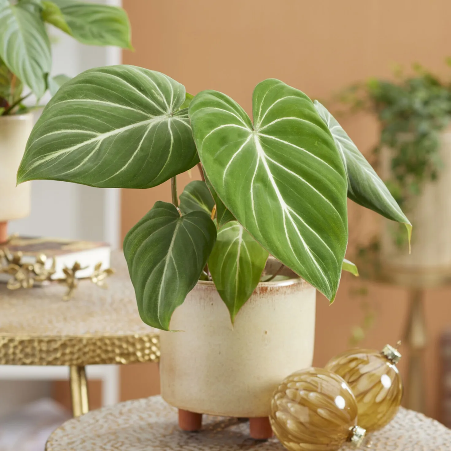 Philodendron Gloriosum - Samtblätter fürs Wohnzimmer