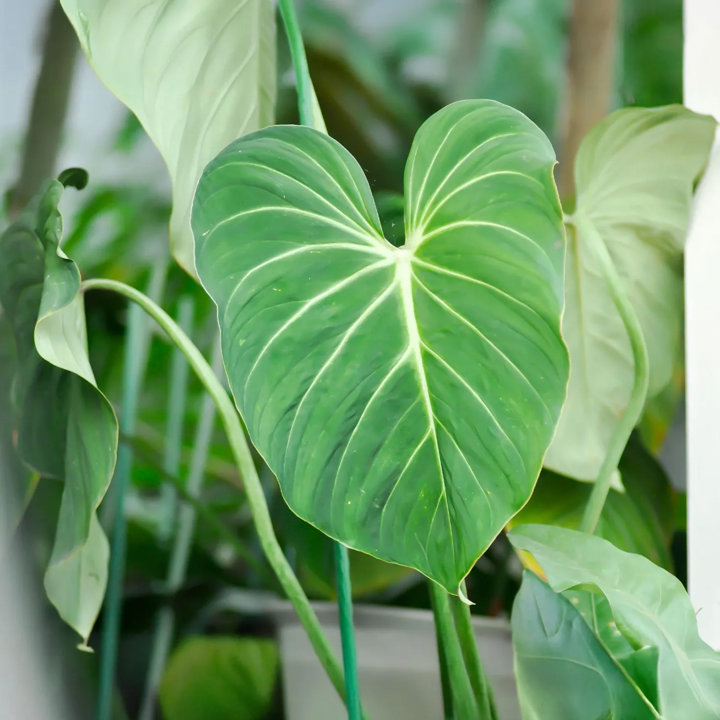 Philodendron Gloriosum - Samtblätter fürs Wohnzimmer