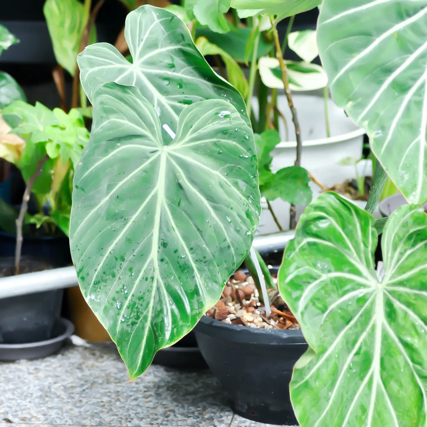 Philodendron Gloriosum - Samtblätter fürs Wohnzimmer