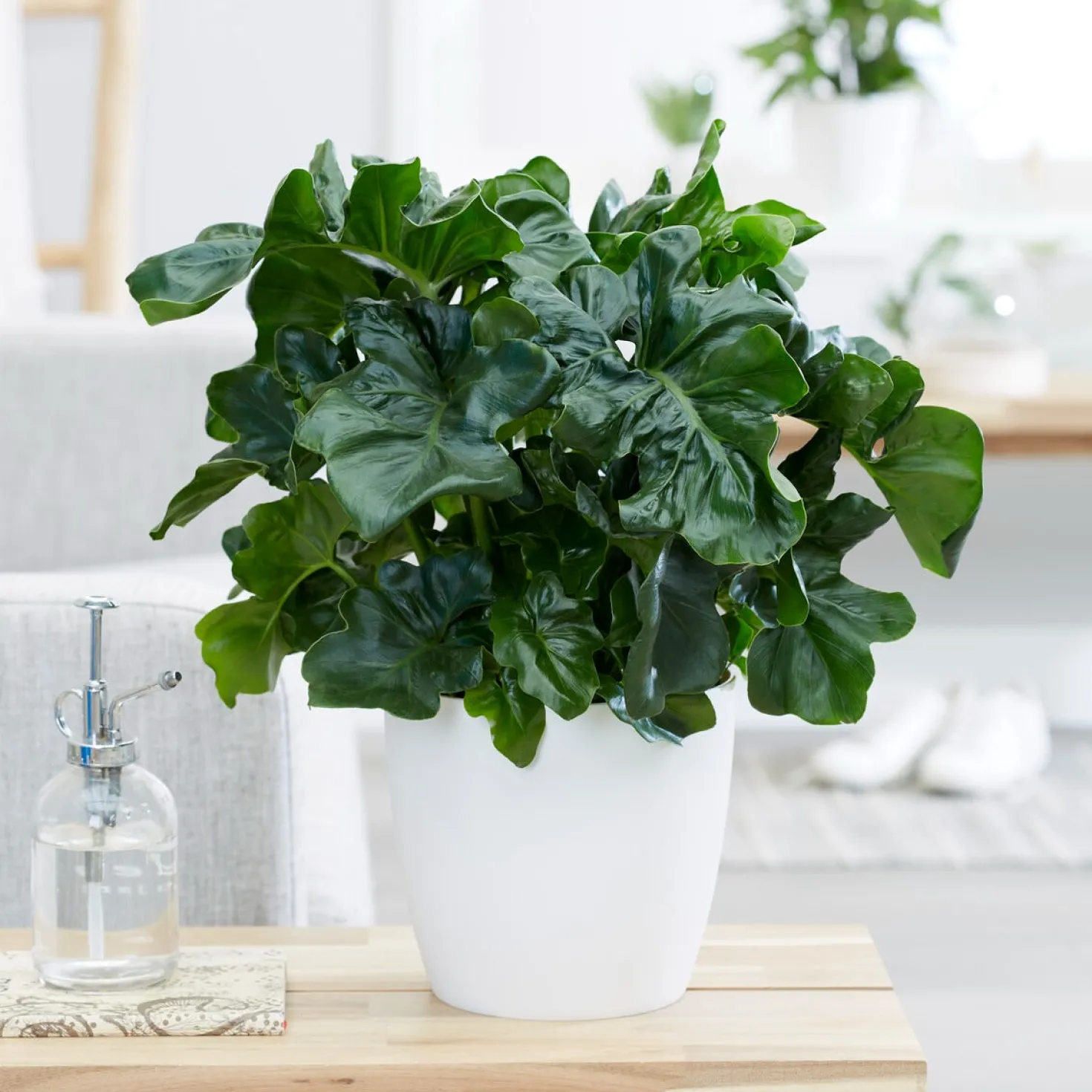Philodendron Monstera Atom - Glänzend gewellt, sofort schön