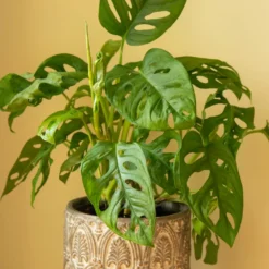 Philodendron Monstera Monkey Mask - Dschungel-Look sofort