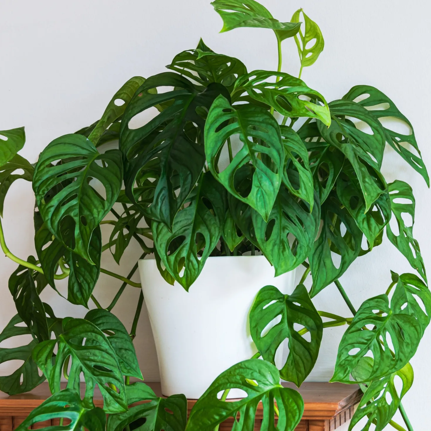 Philodendron Monstera Monkey Mask - Dschungel-Look sofort