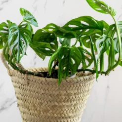 Philodendron Monstera Monkey Mask - Dschungel-Look sofort