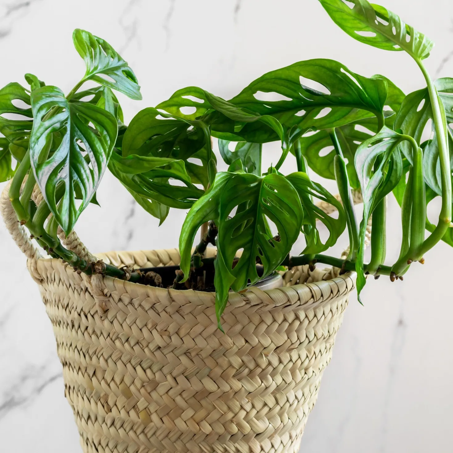 Philodendron Monstera Monkey Mask - Dschungel-Look sofort