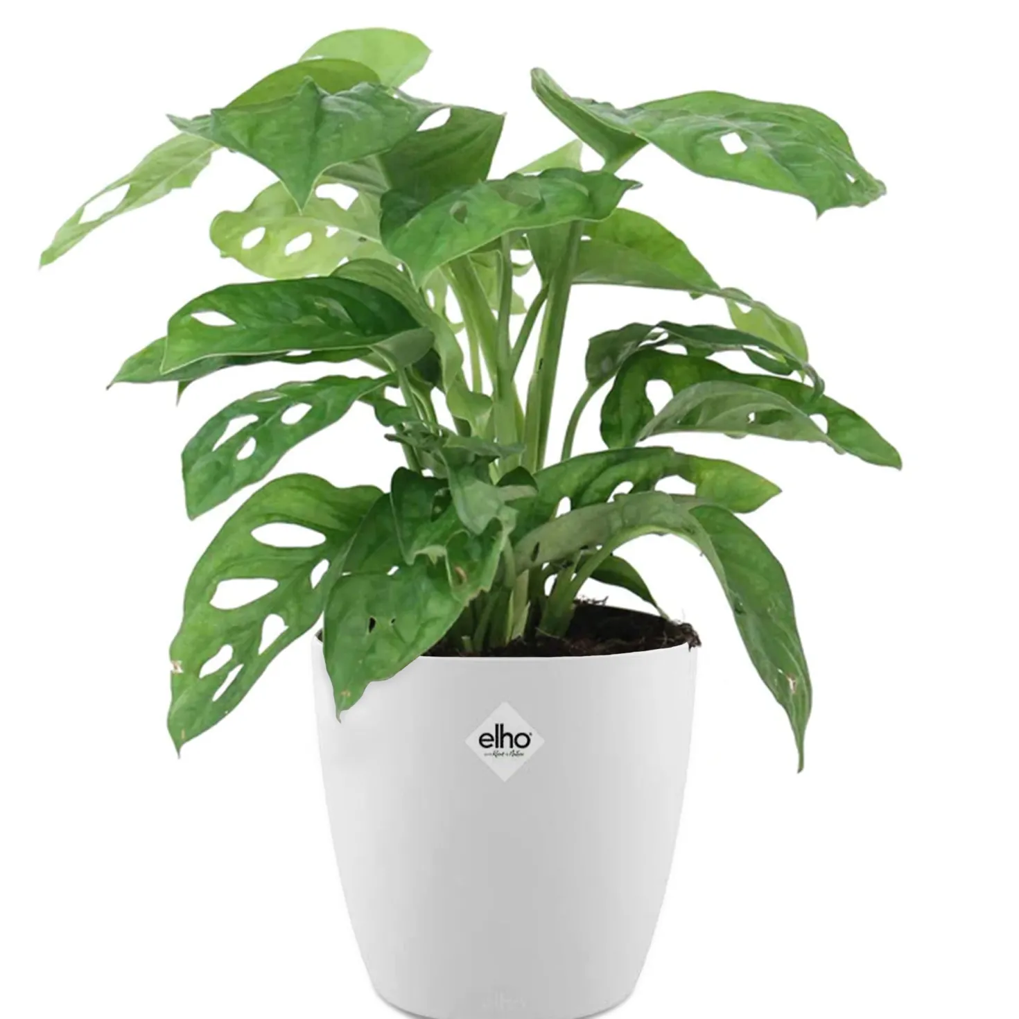 Philodendron Monstera Monkey Mask in weißem Blumentopf ELHO - Kompakt und originell für Zuhause